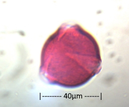 Blackthorn x400 size